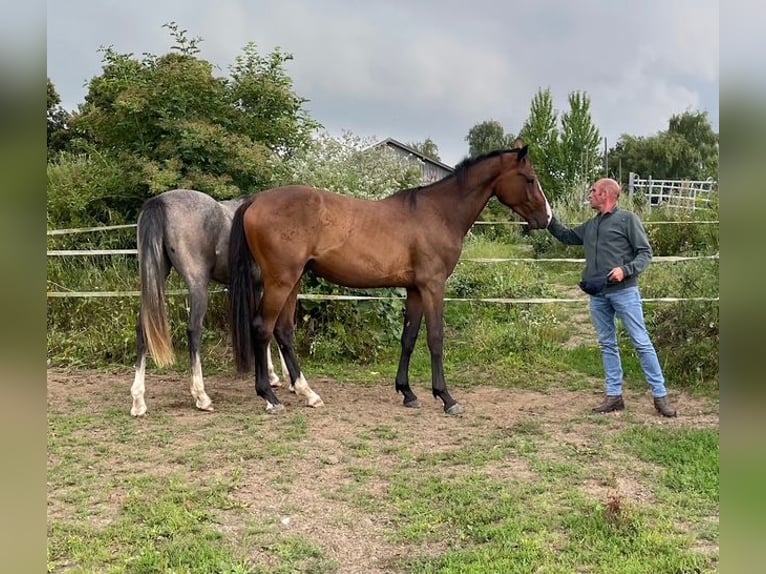 Holsteiner Wallach 2 Jahre 172 cm Brauner in Goldenbek