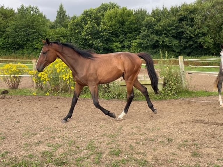 Holsteiner Wallach 2 Jahre 172 cm Brauner in Goldenbek