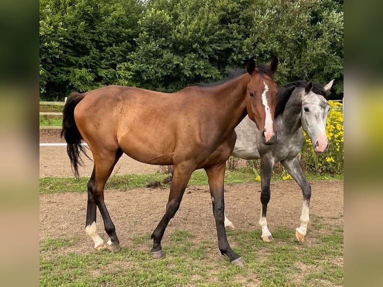 Holsteiner Wallach 2 Jahre 172 cm Brauner in Goldenbek
