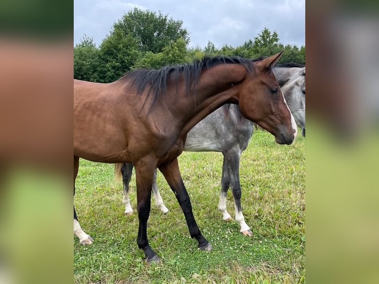 Holsteiner Wallach 2 Jahre 172 cm Brauner in Goldenbek
