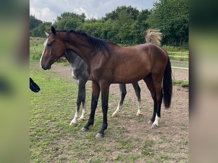 Holsteiner Wallach 2 Jahre 172 cm Brauner in Goldenbek