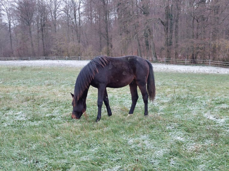 Holsteiner Wallach 2 Jahre Brauner in EPPENROD