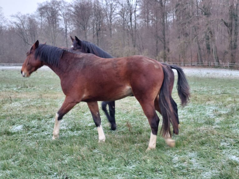 Holsteiner Wallach 2 Jahre Brauner in EPPENROD