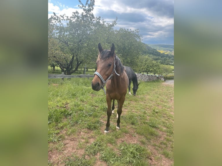 Holsteiner Wallach 2 Jahre Brauner in Südharz