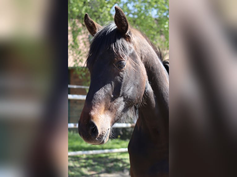 Holsteiner Wallach 2 Jahre Dunkelbrauner in Todendorf