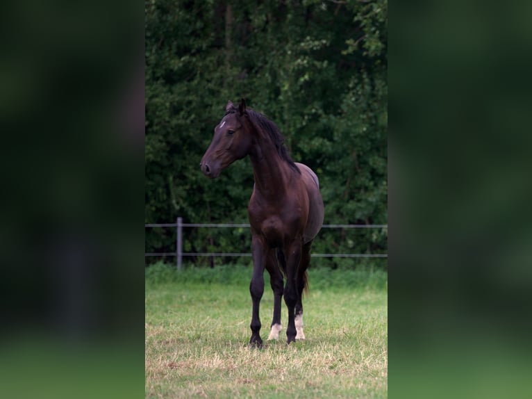 Holsteiner Wallach 2 Jahre Schwarzbrauner in Westerhorn