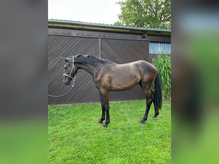 Holsteiner Wallach 2 Jahre Schwarzbrauner in Klein Offenseth-Sparrieshoop