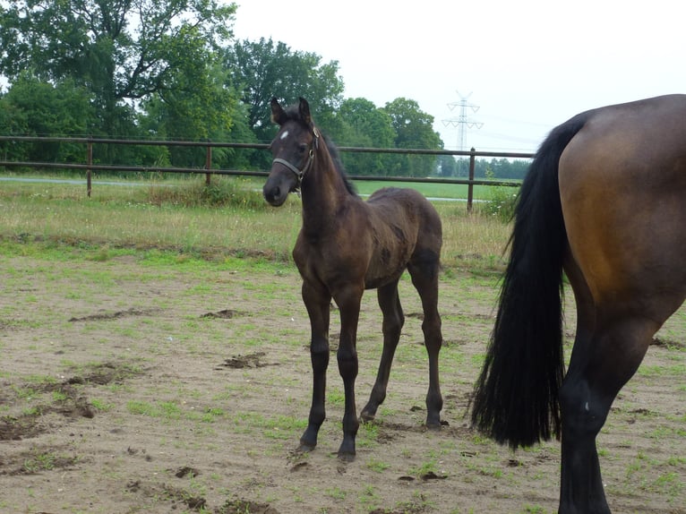 Holsteiner Wallach 2 Jahre Schwarzbrauner in Klein Offenseth-Sparrieshoop