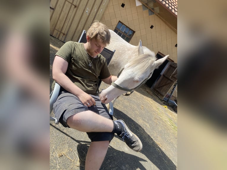 Holsteiner Mix Wallach 3 Jahre 145 cm Cremello in Freiensteinau