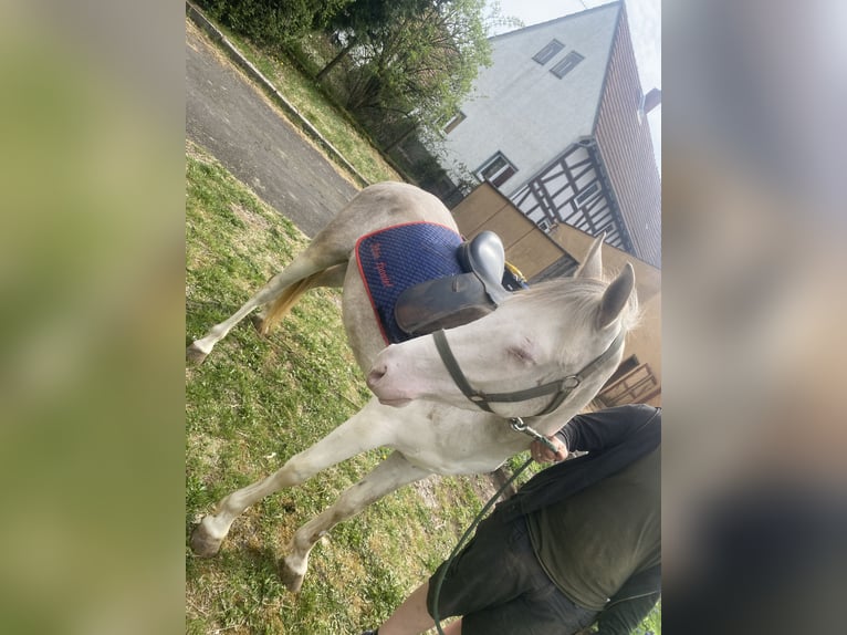 Holsteiner Mix Wallach 3 Jahre 145 cm Cremello in Freiensteinau