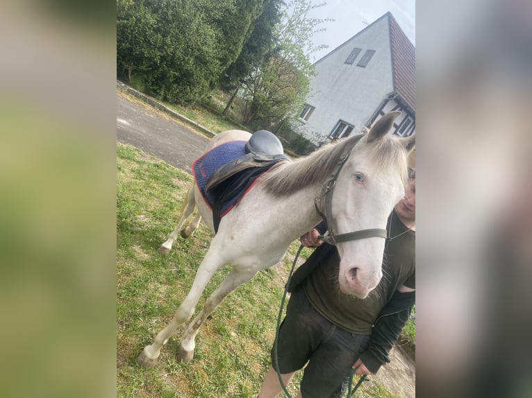 Holsteiner Mix Wallach 3 Jahre 145 cm Cremello in Freiensteinau