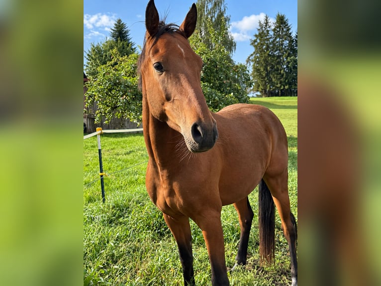 Holsteiner Wallach 3 Jahre 160 cm Brauner in Traunreut