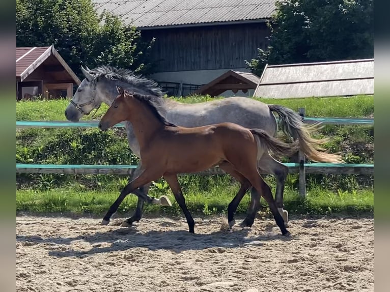 Holsteiner Wallach 3 Jahre 160 cm Brauner in Traunreut
