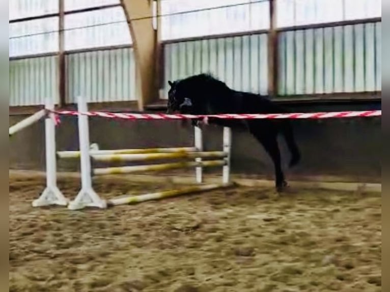 Holsteiner Wallach 3 Jahre 160 cm Rappschimmel in Hagen im Bremischen