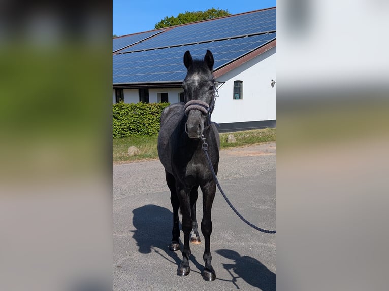 Holsteiner Wallach 3 Jahre 160 cm Rappschimmel in Hagen im Bremischen
