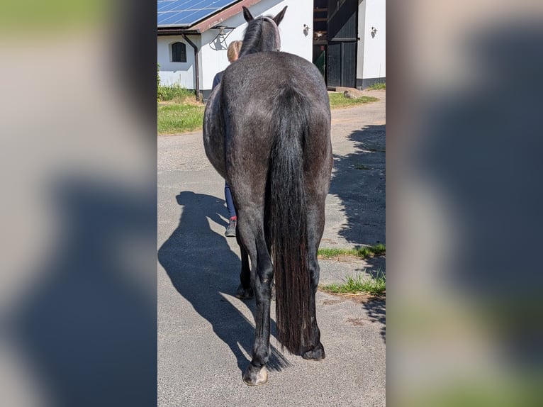 Holsteiner Wallach 3 Jahre 160 cm Rappschimmel in Hagen im Bremischen