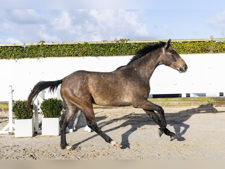 Holsteiner Wallach 3 Jahre 160 cm Schimmel in Waddinxveen