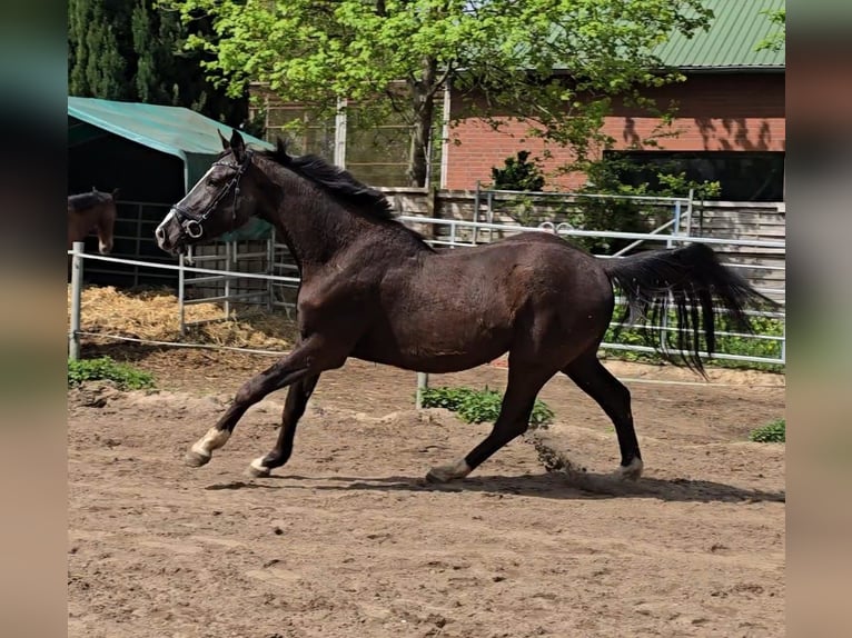 Holsteiner Wallach 3 Jahre 160 cm Schwarzbrauner in Kr&#xFC;zen