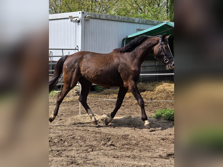 Holsteiner Wallach 3 Jahre 160 cm Schwarzbrauner in Kr&#xFC;zen