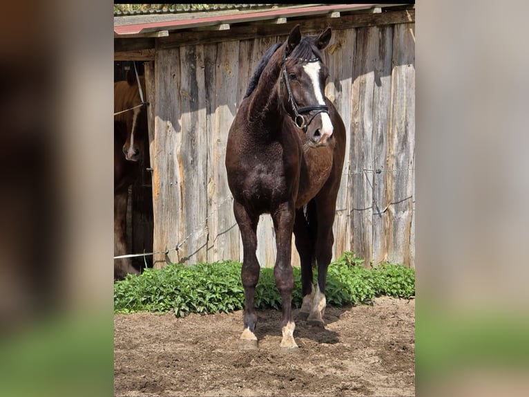 Holsteiner Wallach 3 Jahre 160 cm Schwarzbrauner in Kr&#xFC;zen