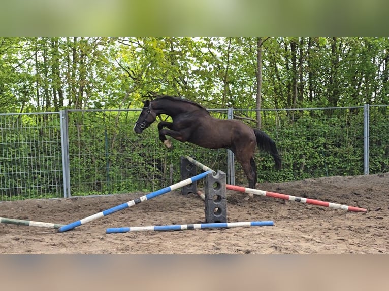 Holsteiner Wallach 3 Jahre 160 cm Schwarzbrauner in Kr&#xFC;zen