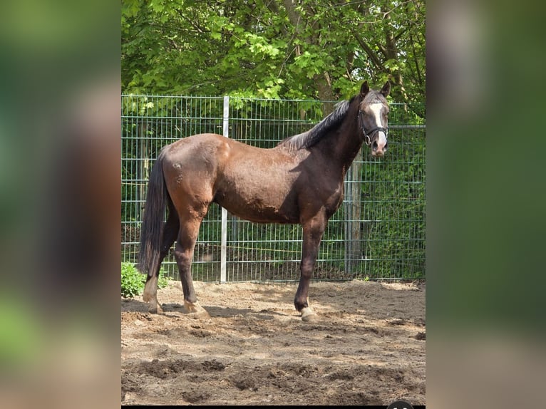 Holsteiner Wallach 3 Jahre 160 cm Schwarzbrauner in Kr&#xFC;zen