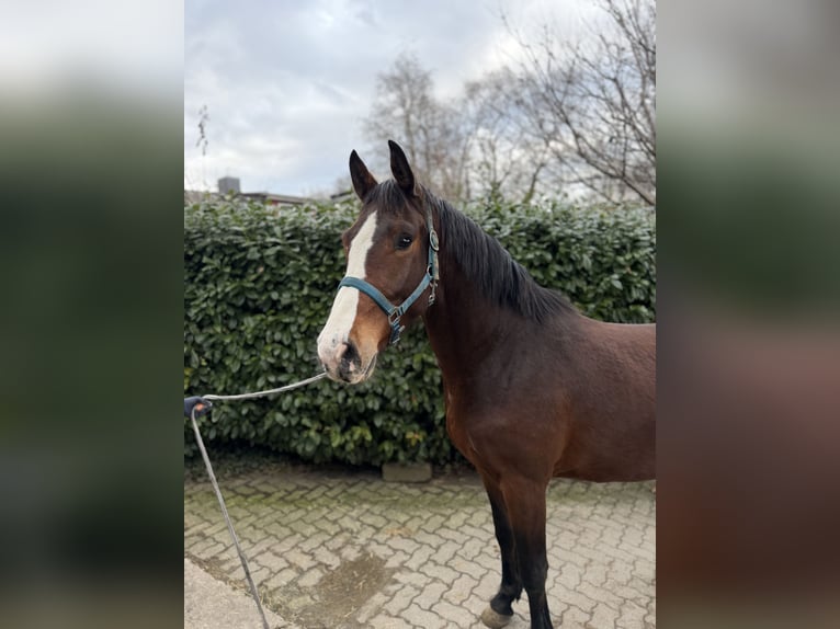 Holsteiner Wallach 3 Jahre 161 cm Brauner in Krumstedt