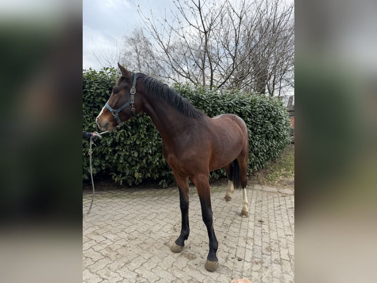 Holsteiner Wallach 3 Jahre 161 cm Brauner in Krumstedt