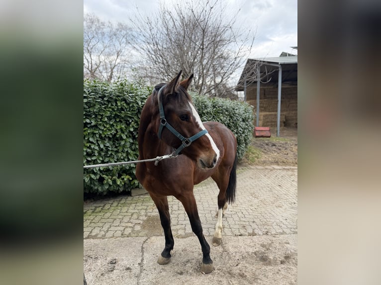 Holsteiner Wallach 3 Jahre 161 cm Brauner in Krumstedt