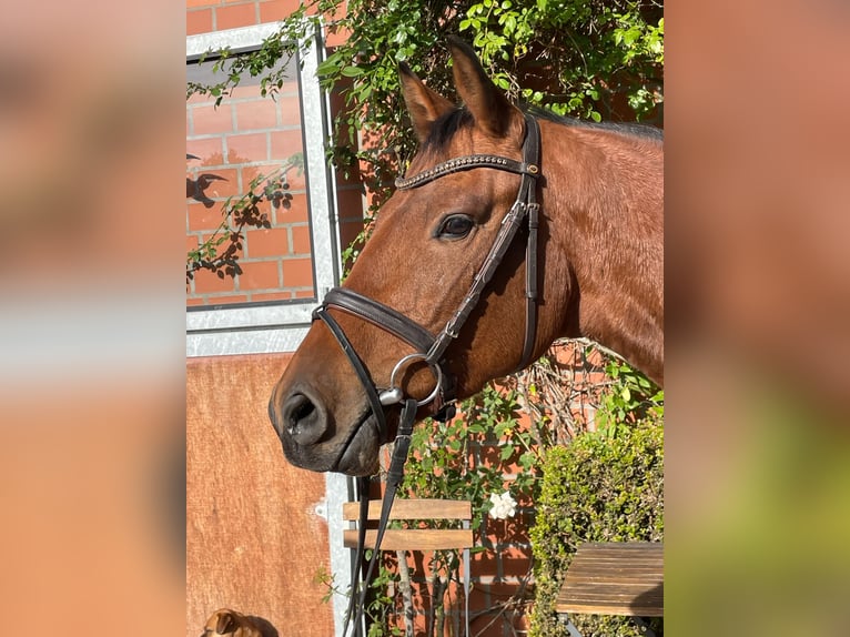 Holsteiner Wallach 3 Jahre 161 cm Dunkelbrauner in Verden (Aller)