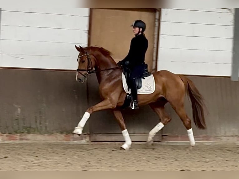 Holsteiner Wallach 3 Jahre 161 cm Fuchs in Lohne (Oldenburg)