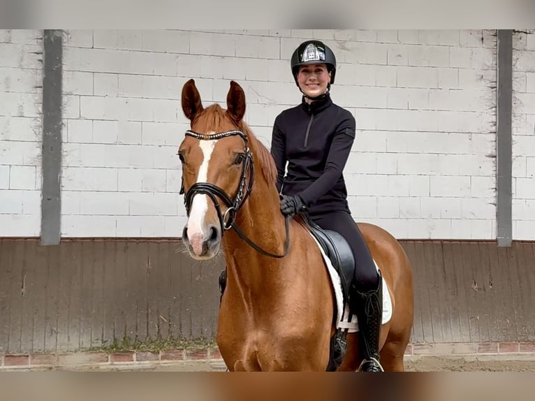 Holsteiner Wallach 3 Jahre 161 cm Fuchs in Lohne (Oldenburg)