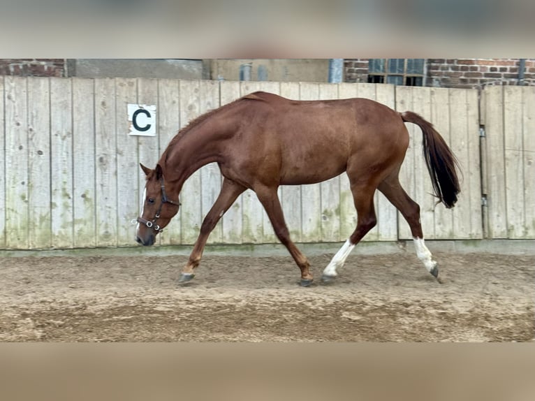 Holsteiner Wallach 3 Jahre 162 cm Fuchs in BlumenthalReesdorf