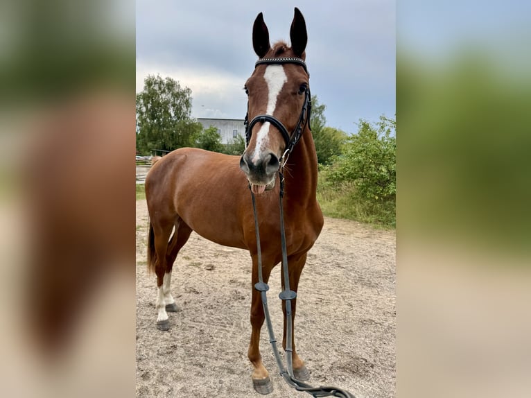 Holsteiner Wallach 3 Jahre 162 cm Fuchs in BlumenthalReesdorf