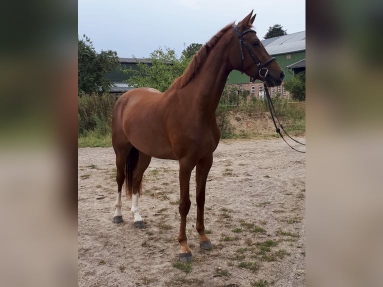 Holsteiner Wallach 3 Jahre 162 cm Fuchs in BlumenthalReesdorf