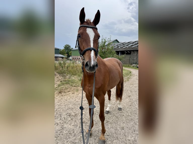 Holsteiner Wallach 3 Jahre 162 cm Fuchs in BlumenthalReesdorf
