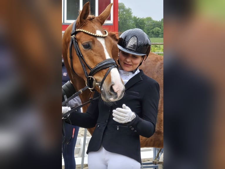 Holsteiner Wallach 3 Jahre 163 cm Fuchs in Berne
