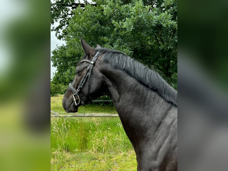 Holsteiner Wallach 3 Jahre 163 cm Rappe in Heidgraben