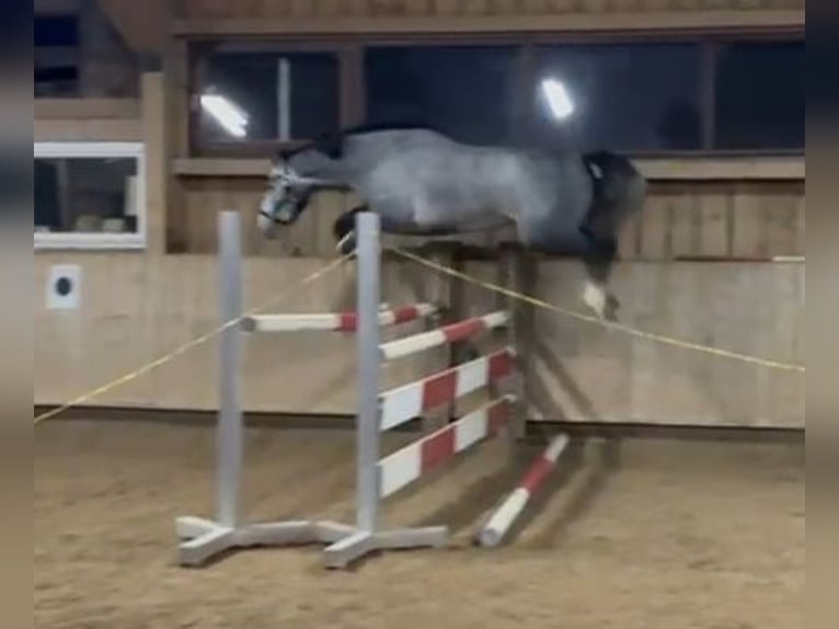 Holsteiner Wallach 3 Jahre 163 cm Schimmel in Bühlerzell