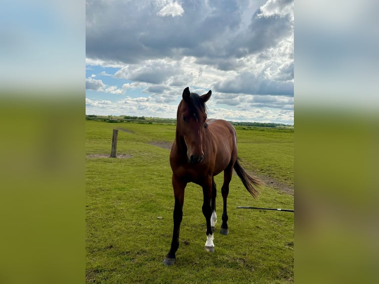 Holsteiner Wallach 3 Jahre 164 cm Brauner in Mildstedt
