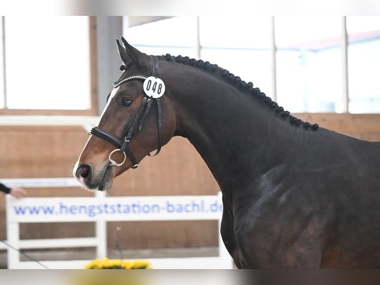 Holsteiner Wallach 3 Jahre 164 cm Brauner in Traunreut