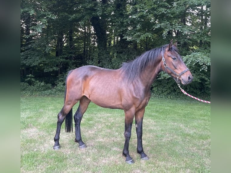 Holsteiner Wallach 3 Jahre 165 cm Brauner in Fr&#xF6;ndenberg