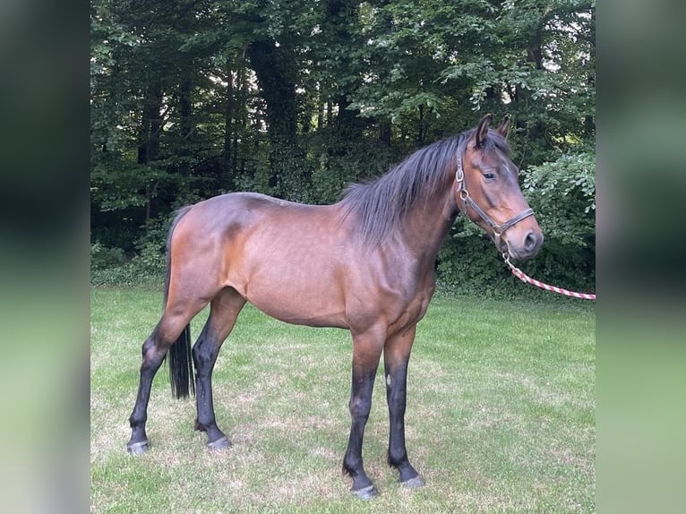 Holsteiner Wallach 3 Jahre 165 cm Brauner in Fr&#xF6;ndenberg
