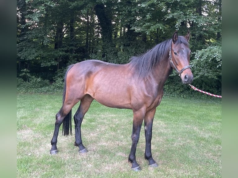 Holsteiner Wallach 3 Jahre 165 cm Brauner in Fr&#xF6;ndenberg