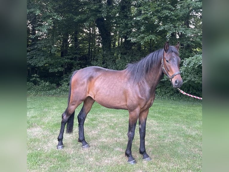 Holsteiner Wallach 3 Jahre 165 cm Brauner in Fr&#xF6;ndenberg