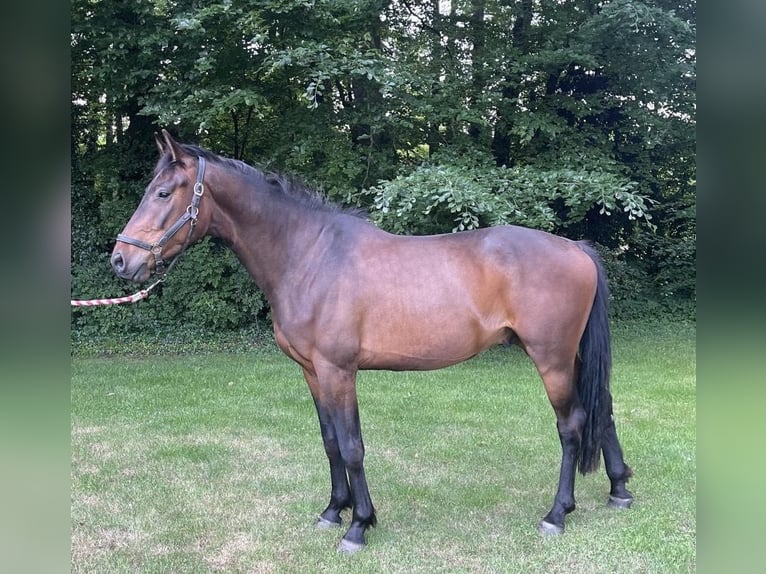 Holsteiner Wallach 3 Jahre 165 cm Brauner in Fr&#xF6;ndenberg