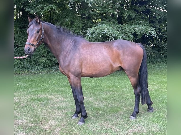 Holsteiner Wallach 3 Jahre 165 cm Brauner in Fr&#xF6;ndenberg