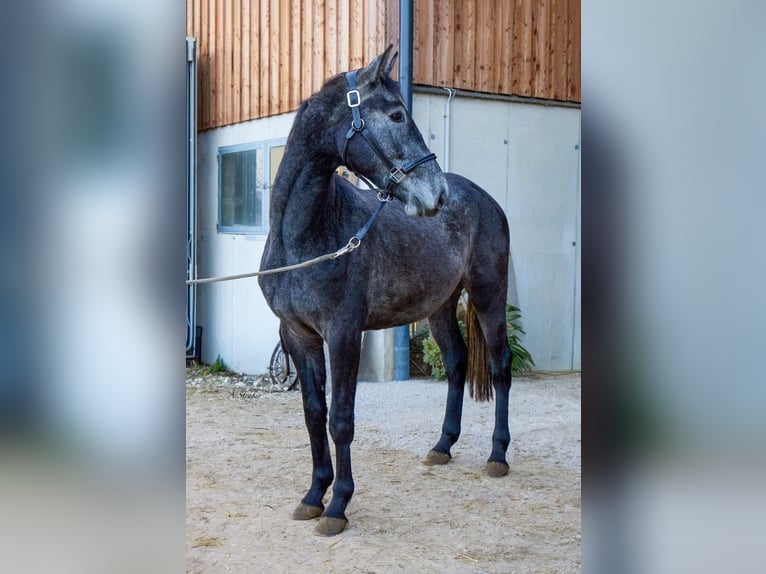 Holsteiner Wallach 3 Jahre 165 cm Schimmel in St. Georgen