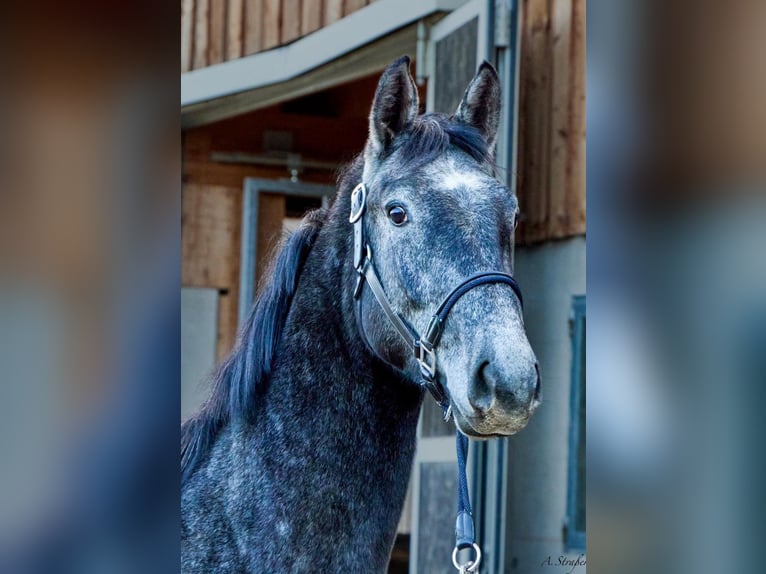 Holsteiner Wallach 3 Jahre 165 cm Schimmel in St. Georgen