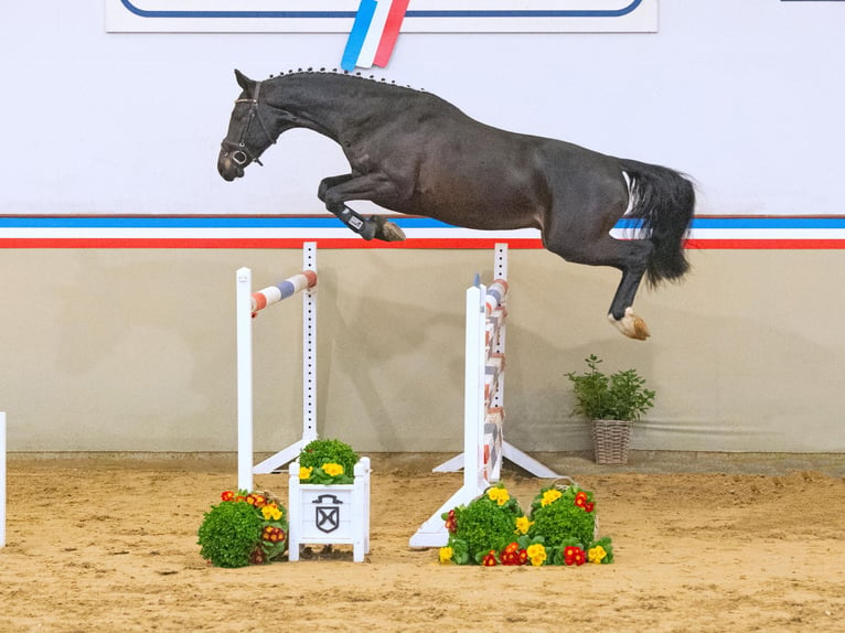 Holsteiner Wallach 3 Jahre 165 cm Schwarzbrauner in Klein Nordende